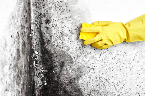 Best Mold Prevention Services  in Stony Point, MI
