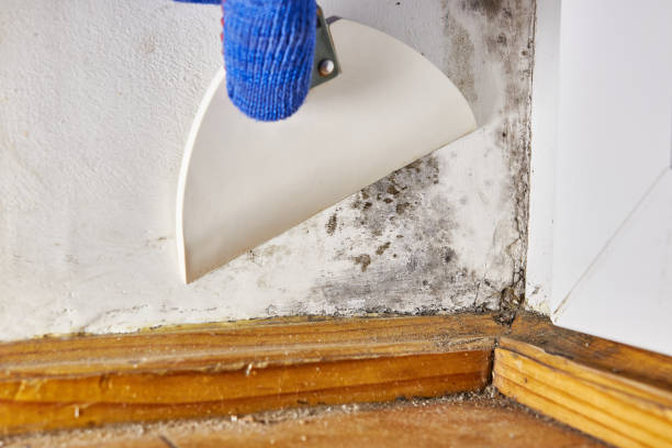 Best Emergency Mold Remediation  in Stony Point, MI